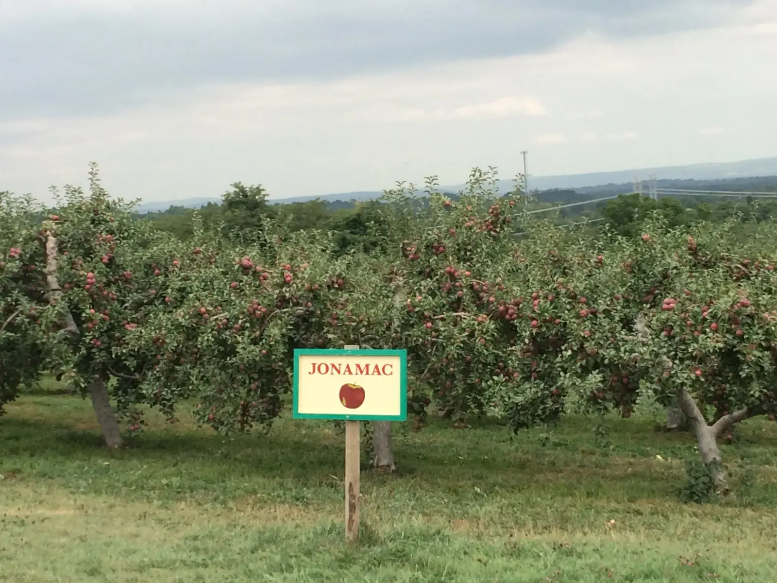 Apple orchard at Fishkill Farms, Dutchess County
