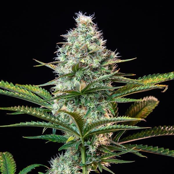 Royal Runtz cannabis delivery in Dutchess County, NY